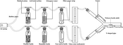 Research of Synergistic Substances on Tobacco Beetle [Lasioderma serricorne (Fabricius) (Coleoptera: Anobiidae)] Adults Attractants